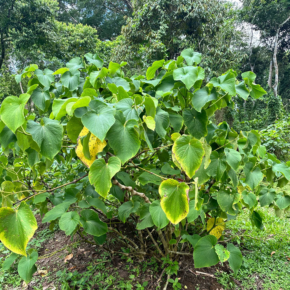 What is Kava? A Beginners Guide to this Ancient Pacific Drink